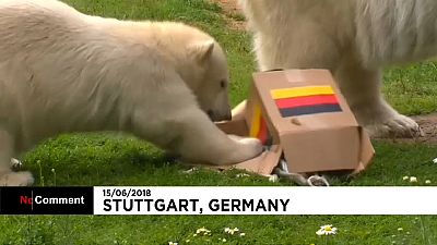 Une oursonne polaire rassure les supporteurs allemands