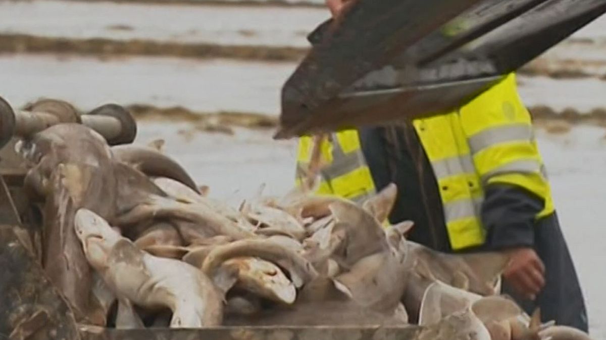 Mystery unravels after 400 sharks found washed up on Brittany beach