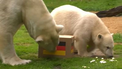 Eisbärbaby Nanook orakelt Sieg der deutschen WM-Elf