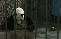 Naissance de pandas jumeaux en Chine