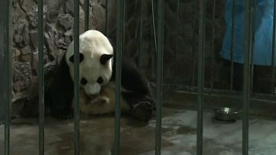 Naissance de pandas jumeaux en Chine