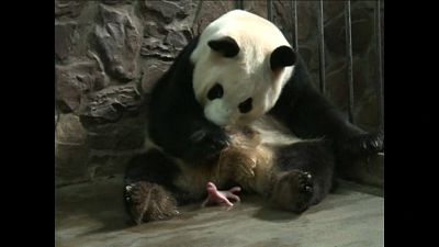 Neugeborenes Pandakind