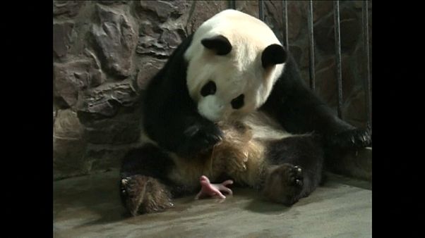 Neugeborenes Pandakind Neugeborenes Pandakind