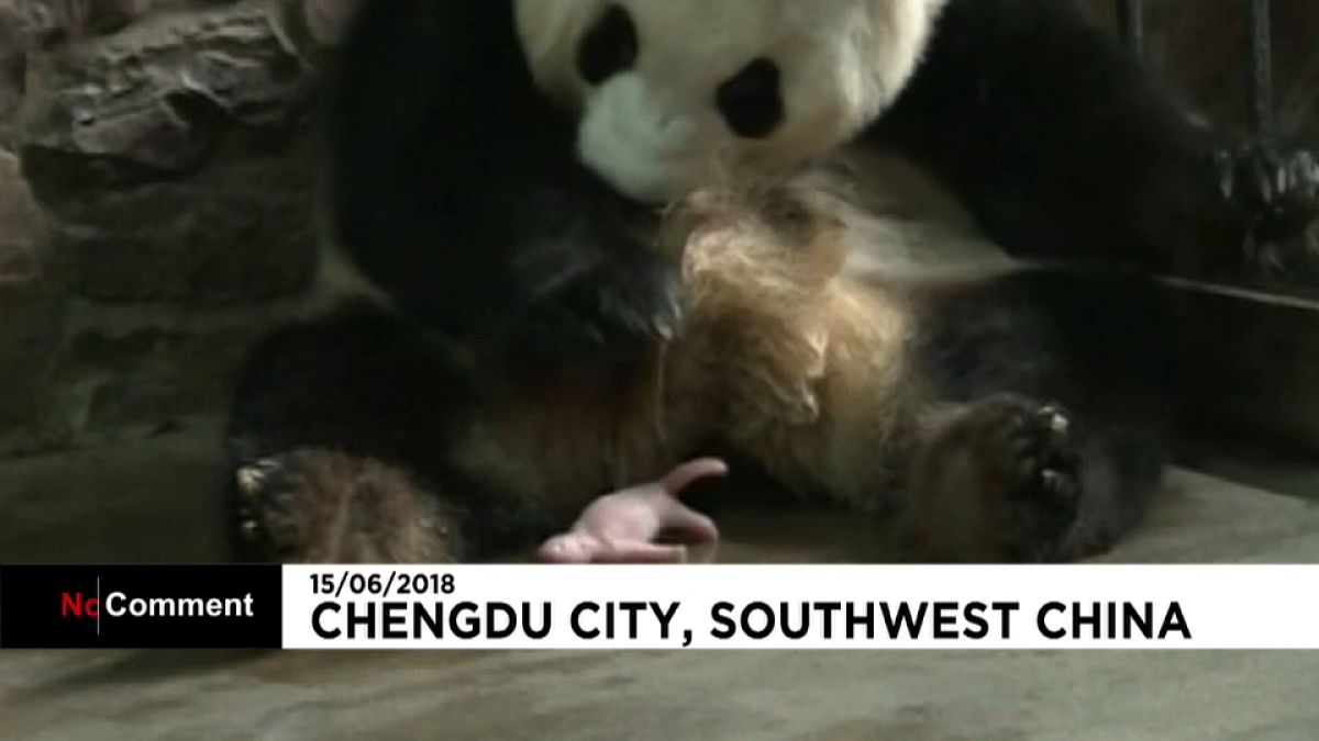Nace un panda en Chengdú City