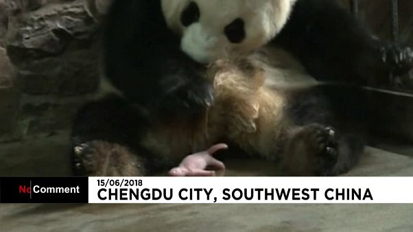 Nace un panda en Chengdú City Nace un panda en Chengdú City