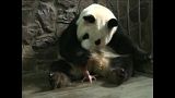 Male panda twins born in China