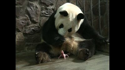 Male panda twins born in China
