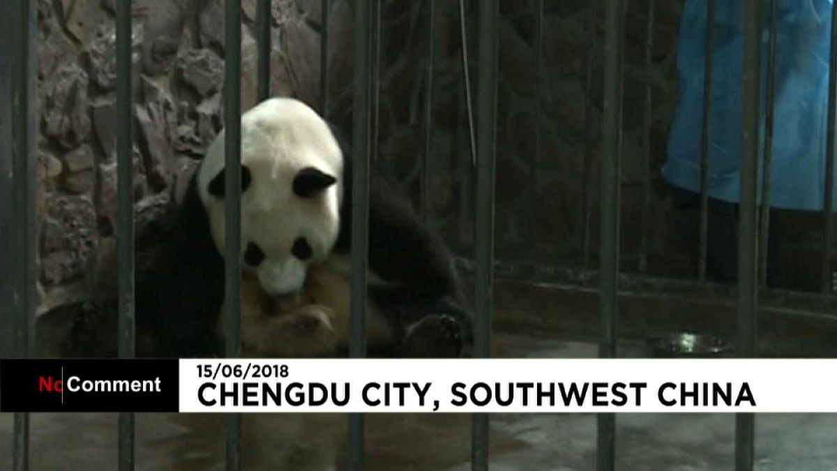 Cina: Aili, mamma panda dà alla luce due gemellini