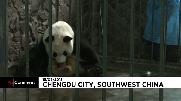 Cina: Aili, mamma panda dà alla luce due gemellini Cina: Aili, mamma panda dà alla luce due gemellini