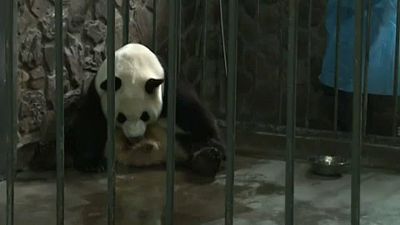 Óriáspandák születtek Kínában