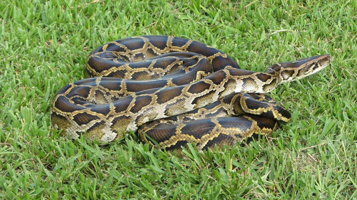 Endonezya'da 7 metrelik yılan insan yuttu