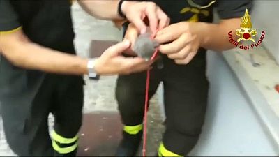 شاهد: رجال الإطفاء ينقذون قططا من أنبوب بلاستيكي