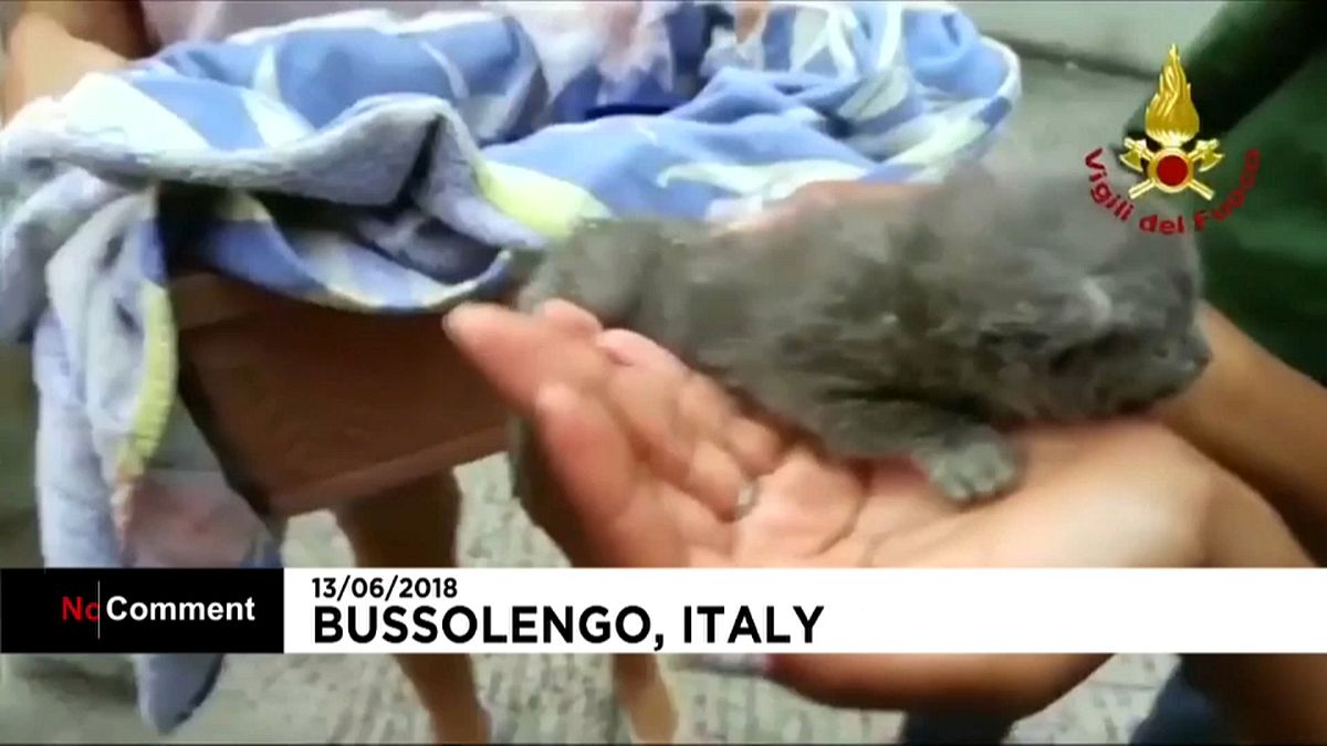 Trois adorables chatons sauvés par des pompiers italiens pleins de ressources