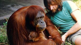 Dünyanın en yaşlı orangutanı 62 yaşında öldü
