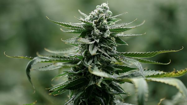 Canada : la légalisation du cannabis adoptée Canada : la légalisation du cannabis adoptée