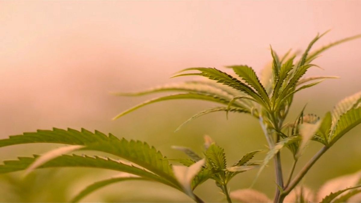 Canada: la Camera approva la legalizzazione della cannabis