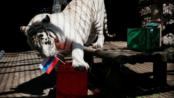 Котики — за Россию Котики — за Россию