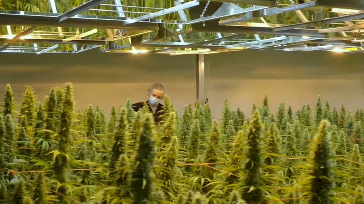 Canadá da un paso más para legalizar el cannabis