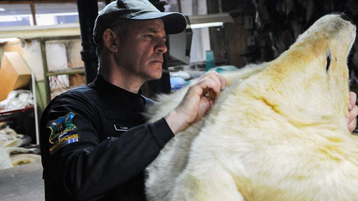 Polar bear carcasses, big cats recovered in global wildlife operation