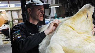 Polar bear carcasses, big cats recovered in global wildlife operation