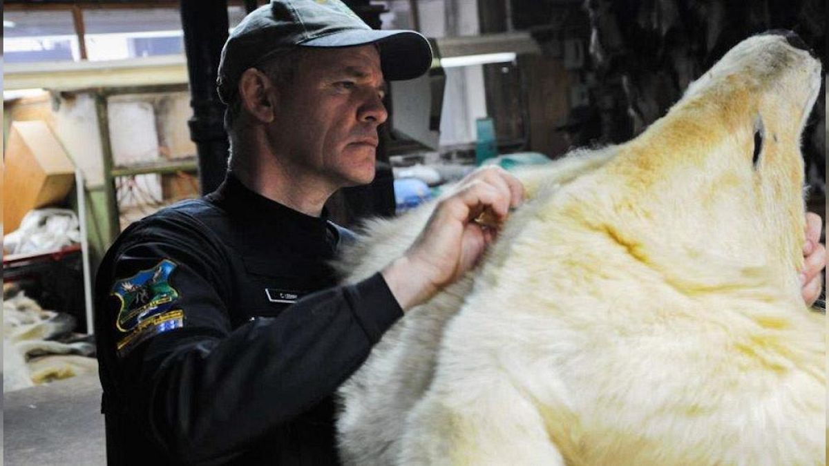 Tráfico de animales: cadáveres de osos polares, felinos y reptiles recuperados en una macroperación
