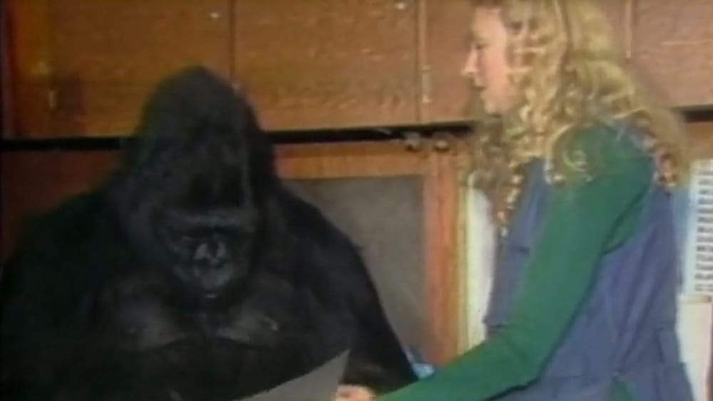 Koko, the gorilla who became famous for her sign language skills, has ...