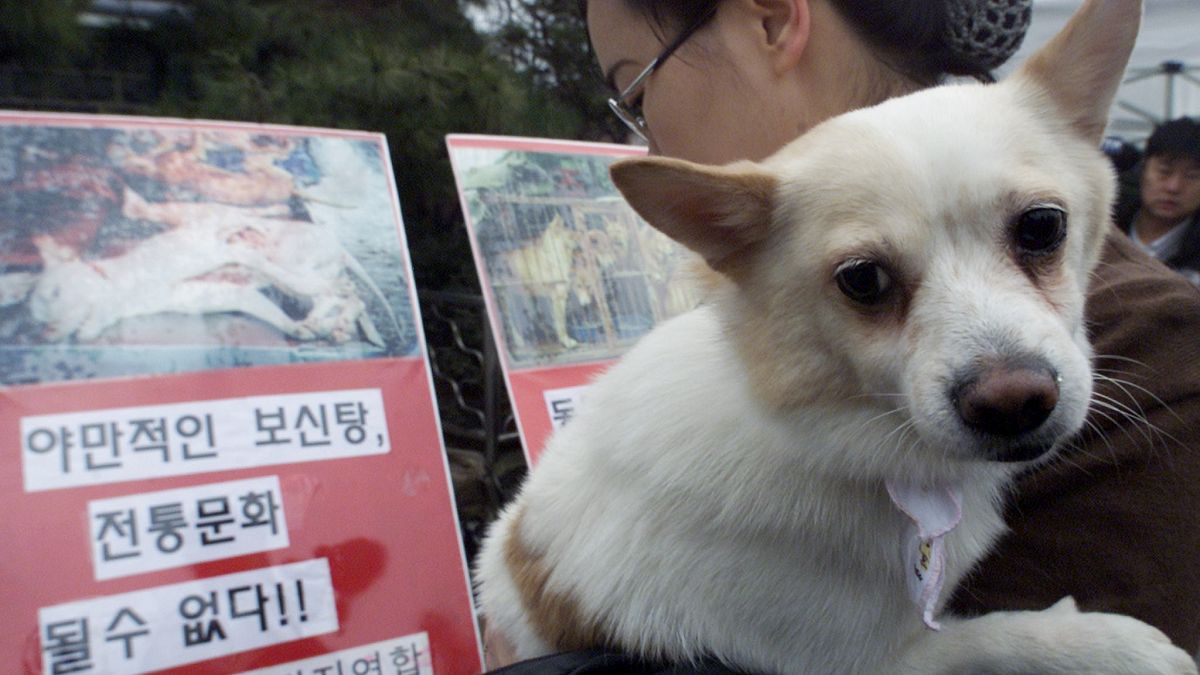 Photo prétexte Corée du Sud : jugement sur consommation de viande de chien.