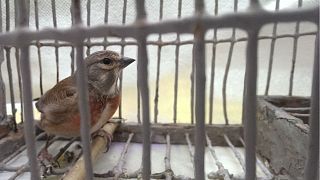 EU court rules Malta's 'barbaric' finch trapping is illegal