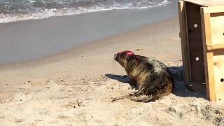 Spaziergänger gefährden Robbenbabys an der Ostsee