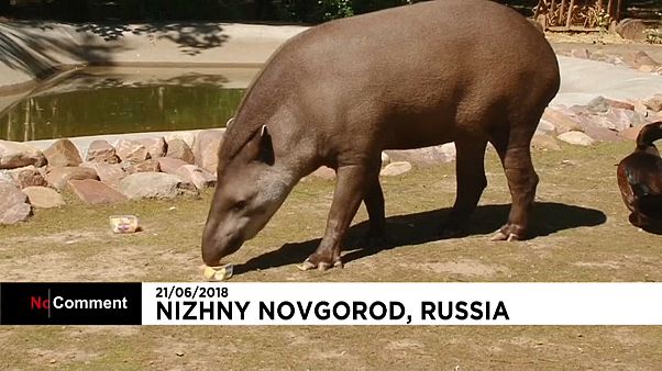 Cleopatra, o tapir 'adivinho' deste Mundial Cleopatra, o tapir 'adivinho' deste Mundial