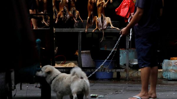 Hayvanseverlere müjde: Güney Kore’de köpek kesmek artık yasak! Hayvanseverlere müjde: Güney Kore’de köpek kesmek artık yasak!