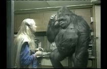 Elment Koko, a világ egyetlen jelelő gorillája