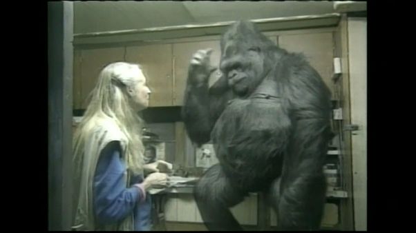 Muere Koko, la gorila capaz de comunicarse con los humanos Muere Koko, la gorila capaz de comunicarse con los humanos