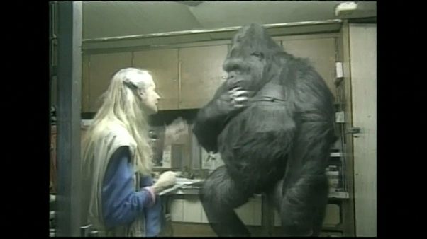 Trauer um Gorilla-Dame Koko Trauer um Gorilla-Dame Koko