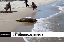 Zoo de Kaliningrado liberta focas bebé para o mar