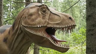Le T-Rex était incapable de tirer la langue