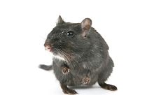 Ratte frisst 15.000 Euro aus dem Geldautomaten