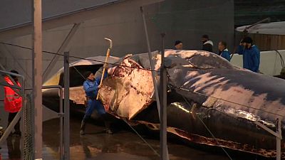 L'Islande reprend la chasse à la baleine