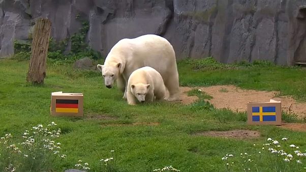 مونديال روسيا: دبّة قطبية تتوقع الفائز بين ألمانيا والسويد مونديال روسيا: دبّة قطبية تتوقع الفائز بين ألمانيا والسويد