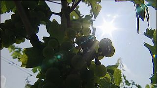 Empresa condenada por falsificar vinhos Château Margaux
