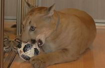 Ein Puma als Haustier