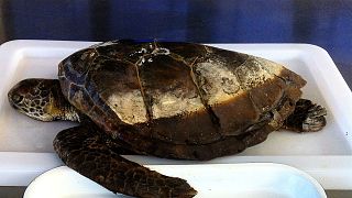 Çin'de 150 milyon yıllık kaplumbağa fosili bulundu