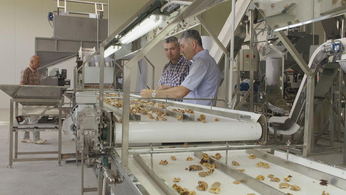 ЕС помогает Молдавии выращивать орехи