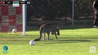 Real life 'soccer-roo' disrupts football game in Canberra