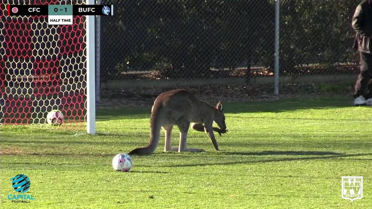 Un kangourou fan de football en Australie 