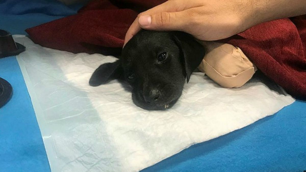 İşkenceyle öldürülen yavru köpek soruşturmasında kepçe operatörüne tahliye 