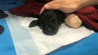 İşkenceyle öldürülen yavru köpek soruşturmasında kepçe operatörüne tahliye 