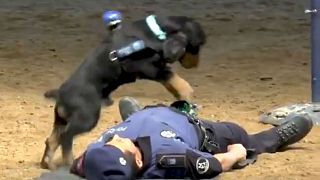 Debunked: Spanish police dog 'performing' CPR is stunt for kids