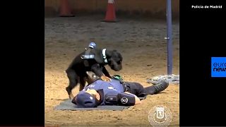 No, quel cane poliziotto spagnolo non fa il massaggio cardiaco: è uno show per bambini