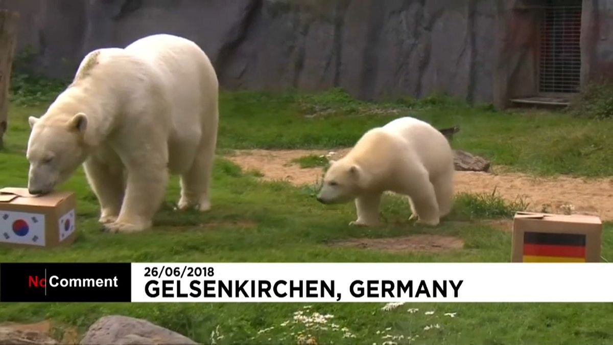 Oráculo dos ursos prevê empate entre Alemanha e Coreia do Sul 